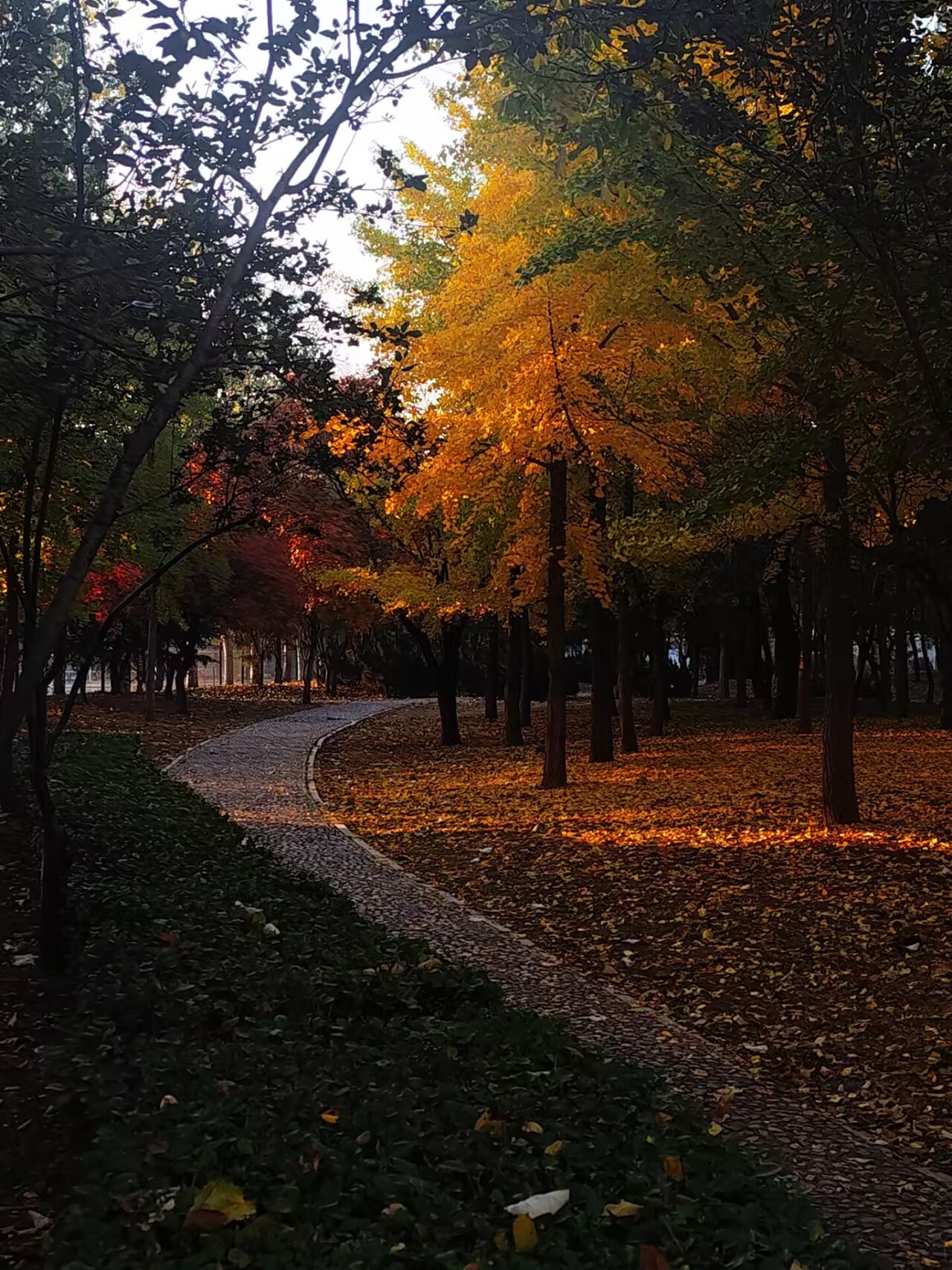 校园小路